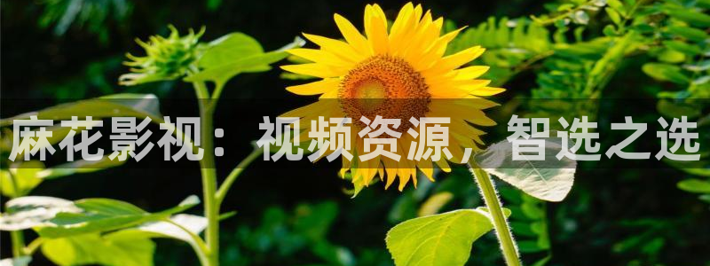 飘雪影视免费观看：麻花影视：视频资源，智选之选
